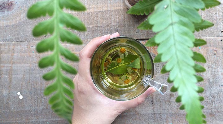 Better than penicillin: steep some Spanish needle flowers into a mug of hot water for 2 to 3 minutes for a detoxifying drink. Photo: Cynthea Lam
