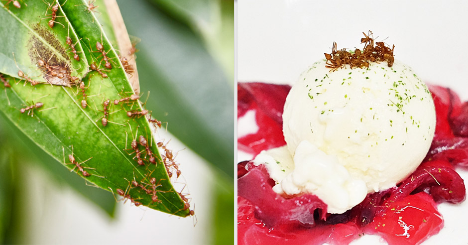 Red weaver ants on the leaves, and on the ice cream.