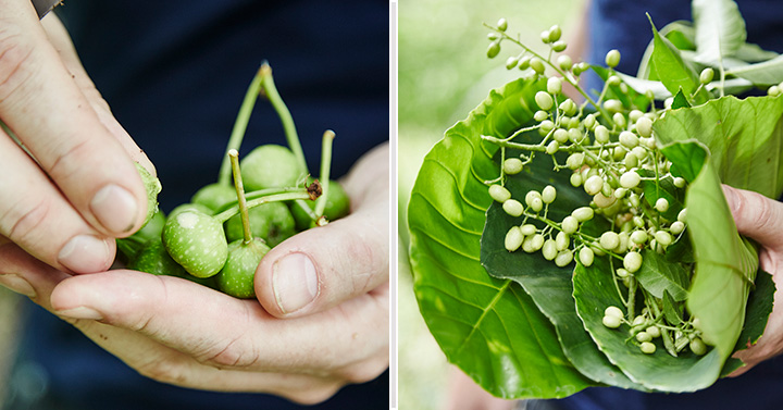 Left: Unripe local figs. Right: Curry berries.