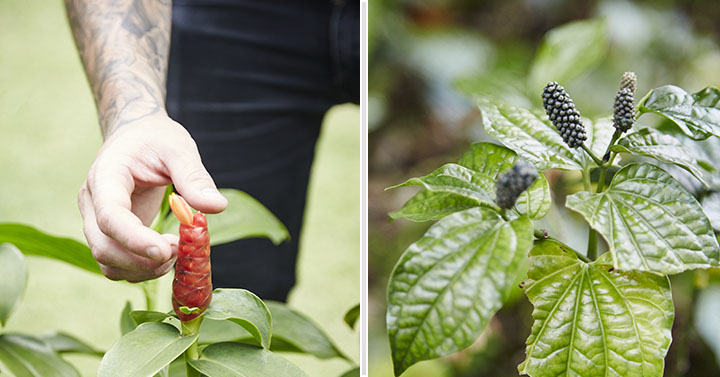 Left: Malay ginger flower buds. Right: Wild pepper