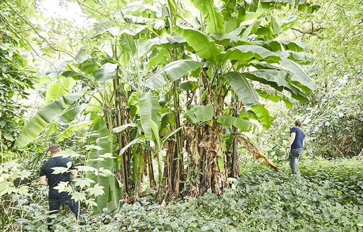 Chefs Elijah Holland (left) and Michael Lewis (right), foraging in the jungles.