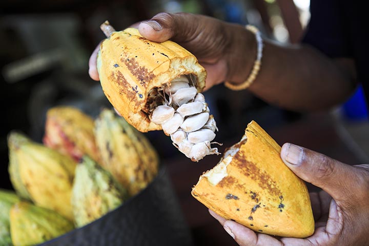 The fleshy white insides of a cocoa pod.