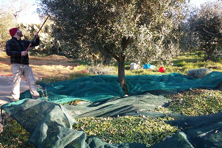 Chef Lino Sauro harvesting olives