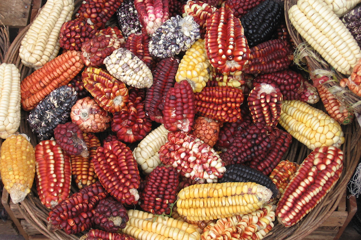Different types of Peruvian corn.